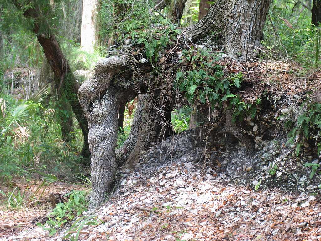 A tree growing out of a Timucua shell mound.
